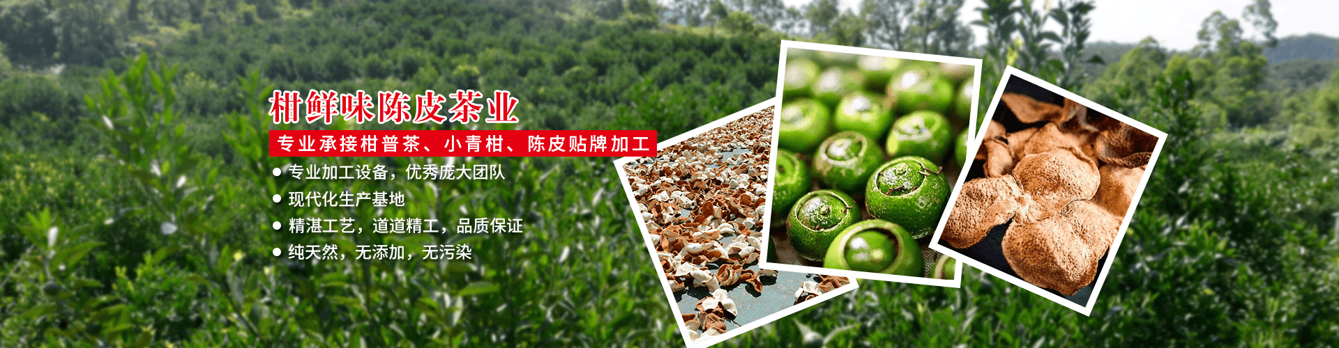 小青柑厂家 小青柑厂家