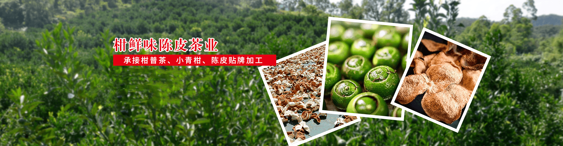 小青柑厂家 小青柑厂家