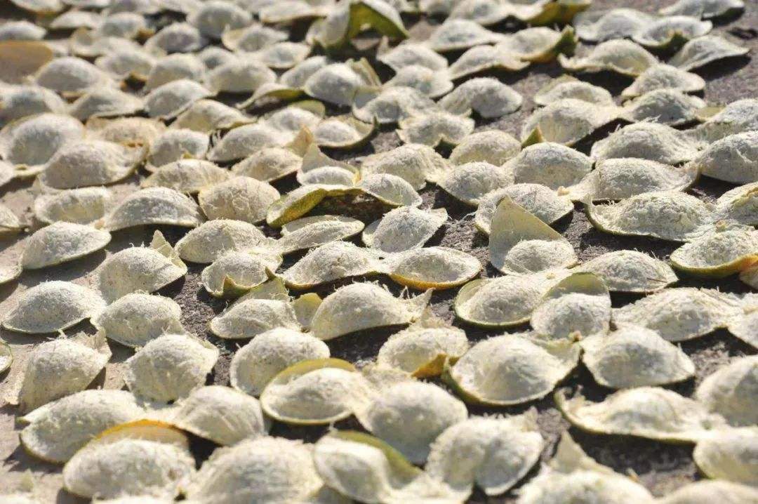 新会陈皮厂家 新会陈皮厂家