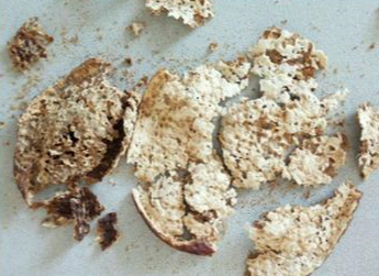 新会陈皮厂家 新会陈皮厂家