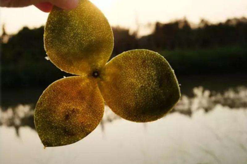 新会陈皮厂家 新会陈皮厂家